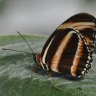 Schmetterling5