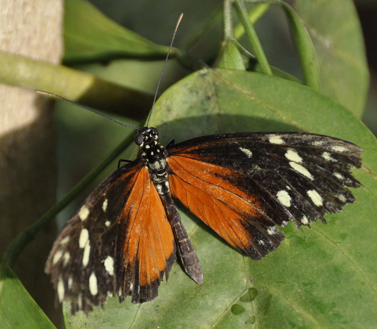 Schmetterling6