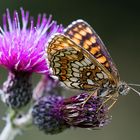 Schmetterling_8647