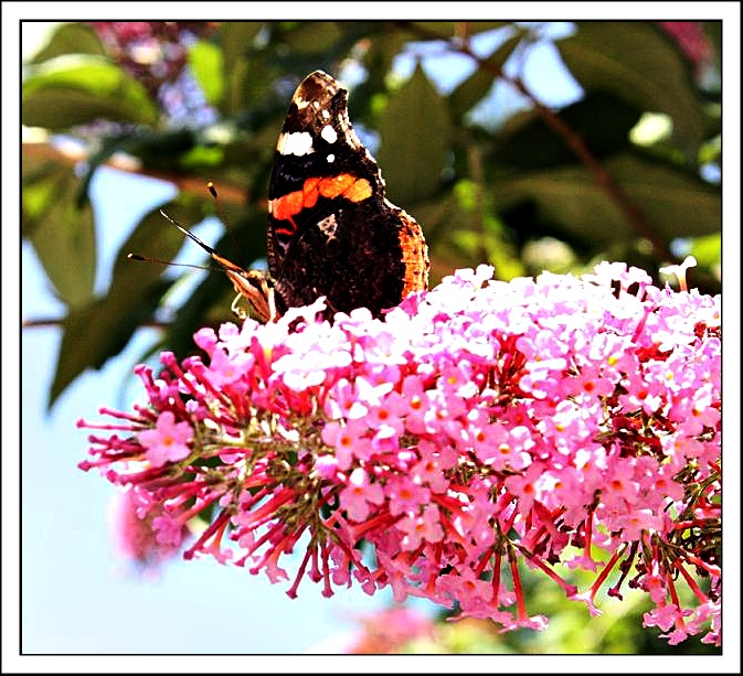 Schmetterling&#9829;