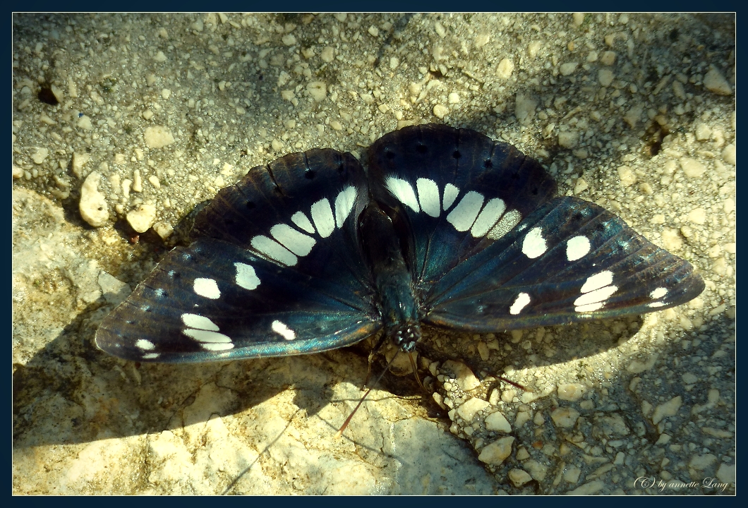 Schmetterling_a