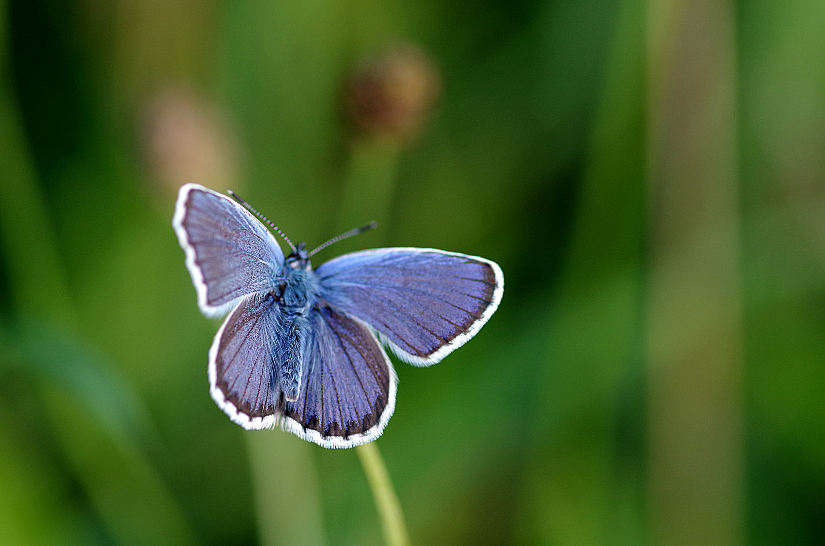 schmetterling_blau