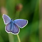 schmetterling_blau