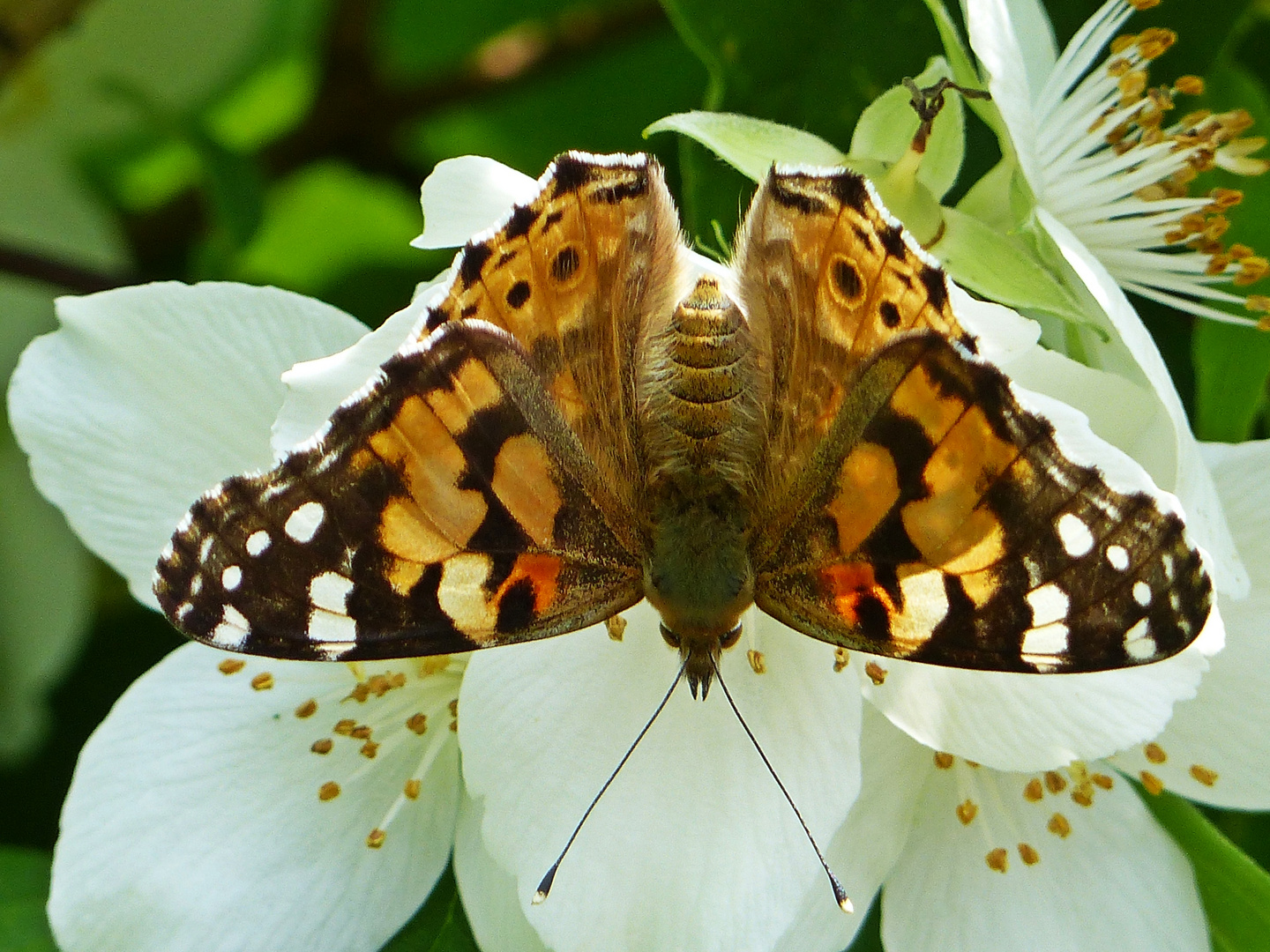 Schmetterlinge