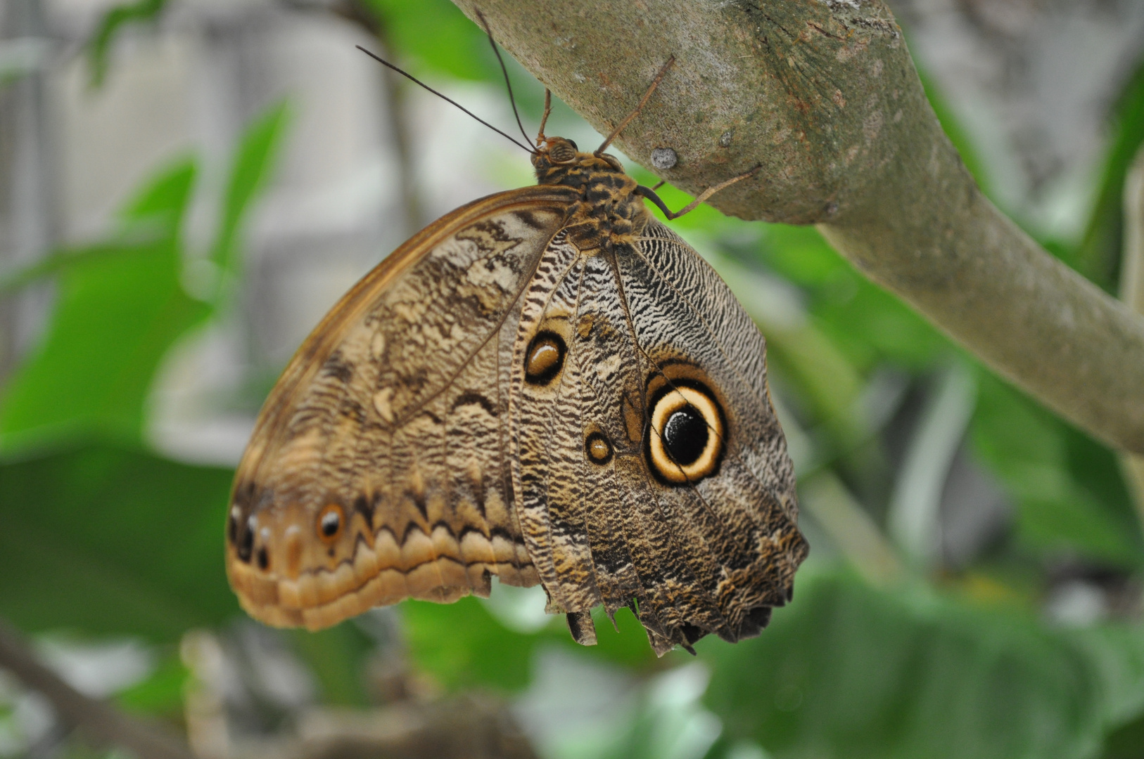 Schmetterlinge