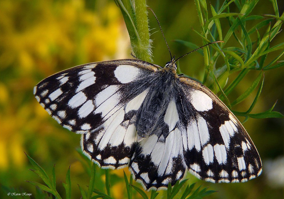 Schmetterlinge 08