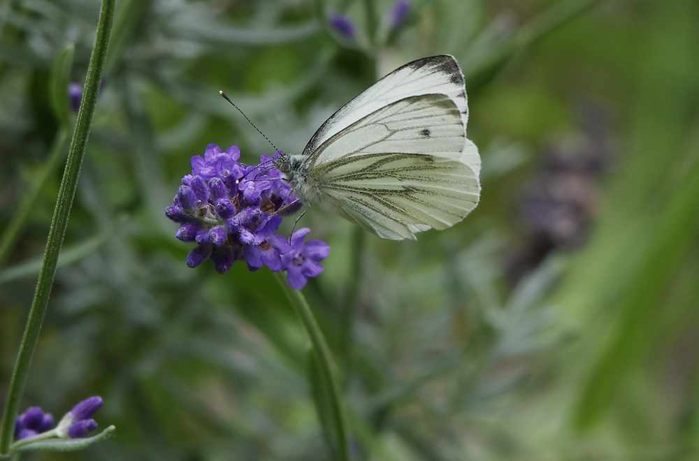 ...Schmetterlinge