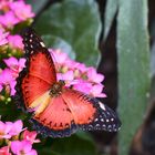 Schmetterlinge # 1
