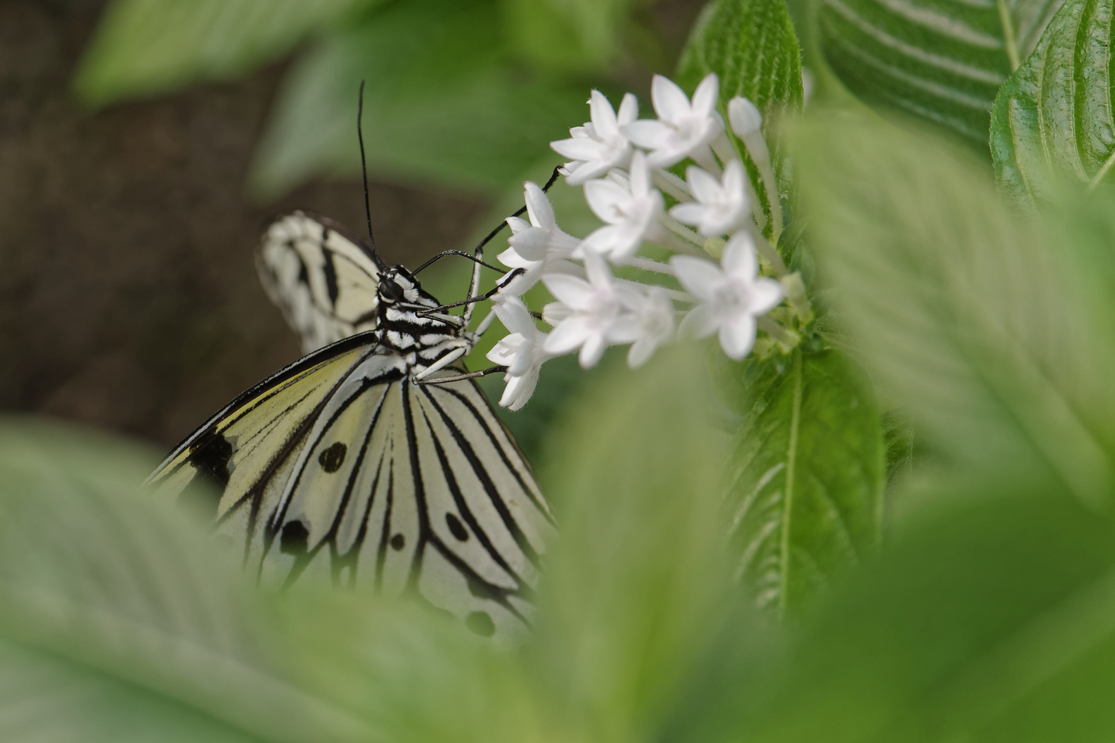 Schmetterlinge 1/3