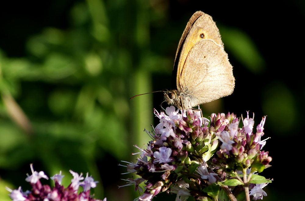 ....Schmetterlinge