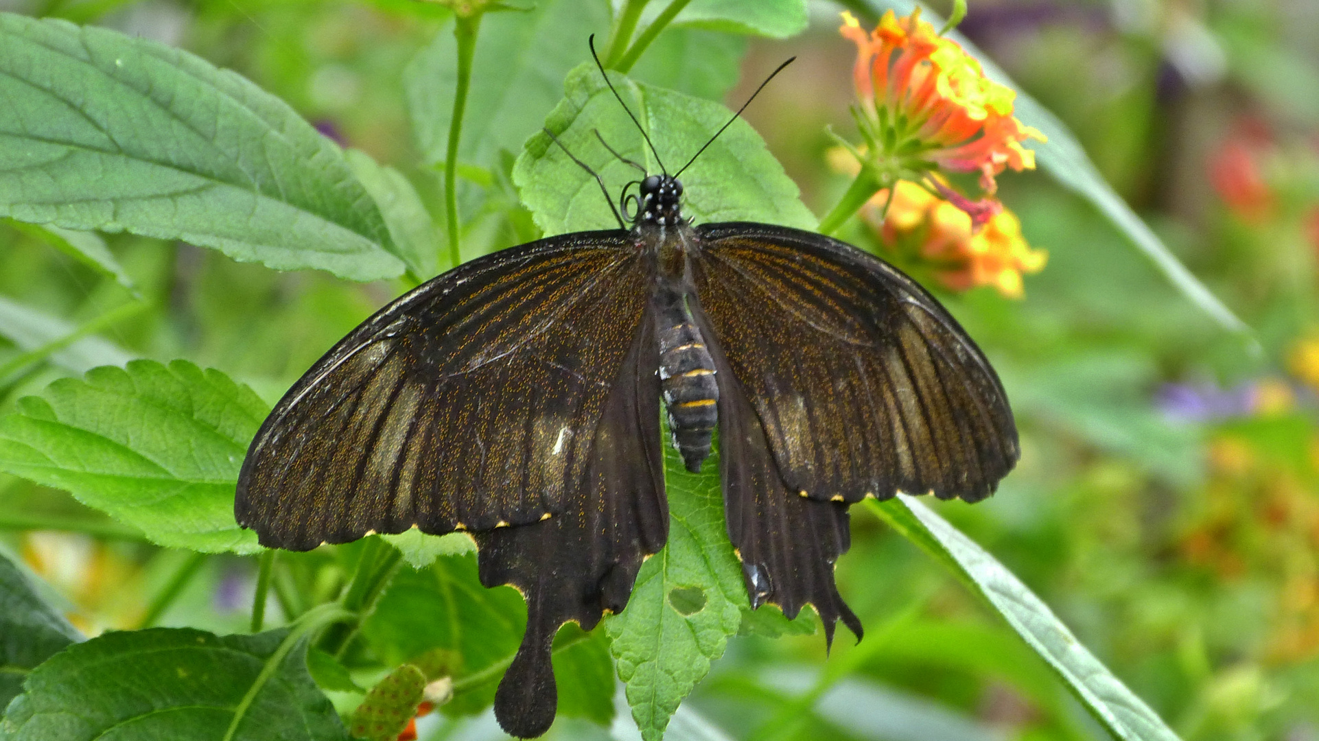 Schmetterlinge 17