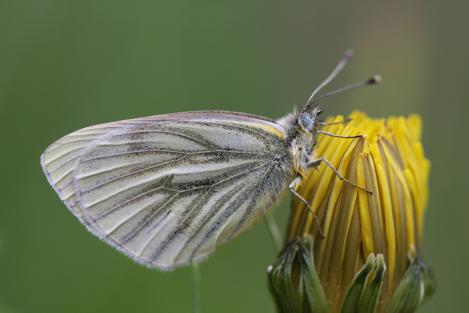 Schmetterlinge