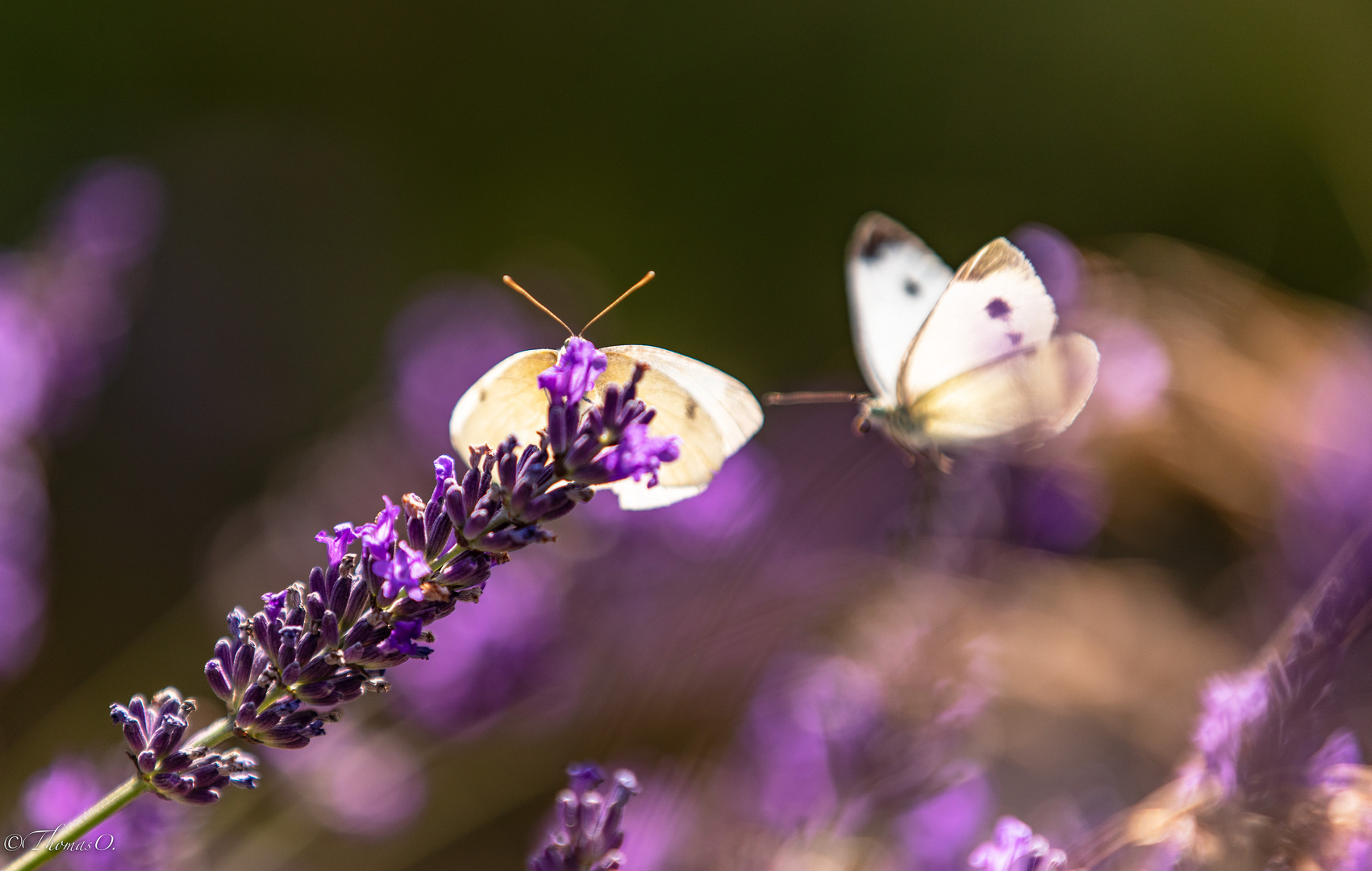 Schmetterlinge