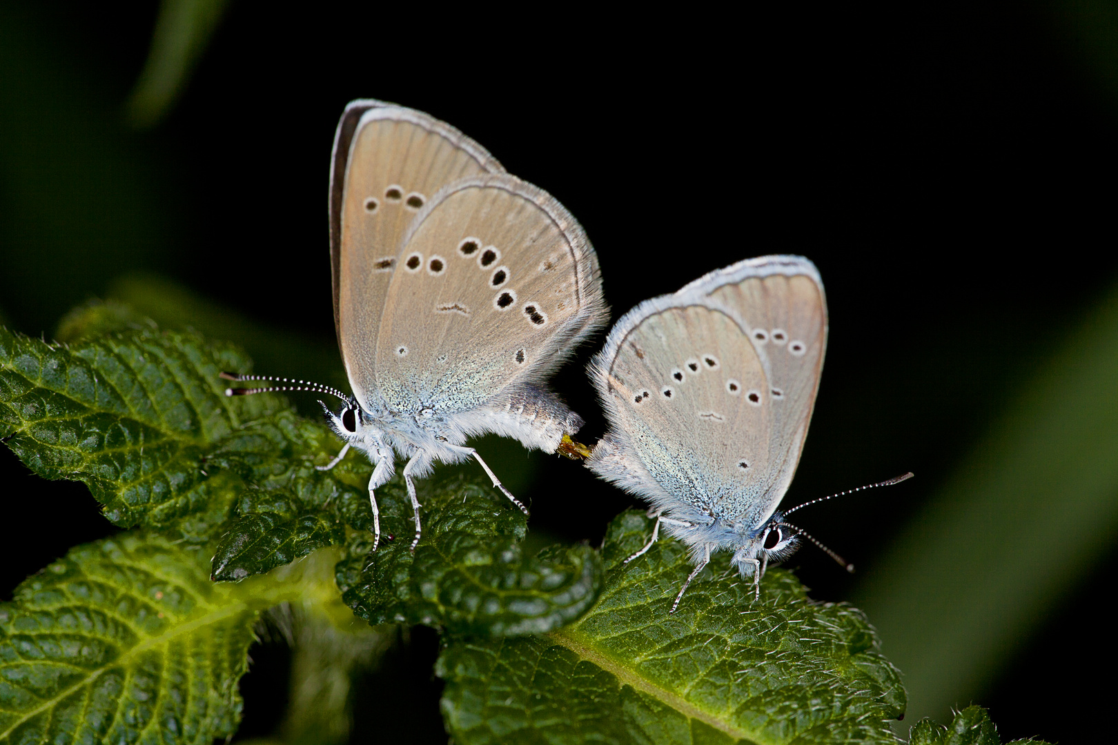 Schmetterlinge