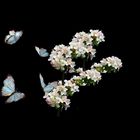 Schmetterlinge -2-