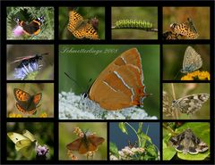 Schmetterlinge 2008