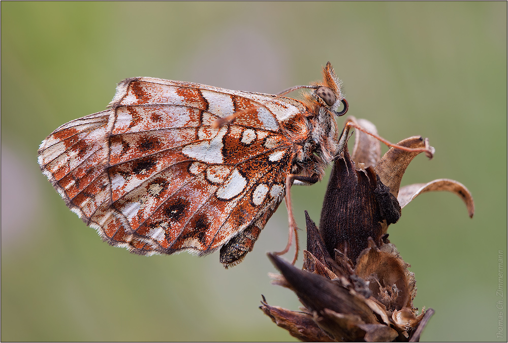 Schmetterlinge 2010