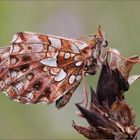 Schmetterlinge 2010