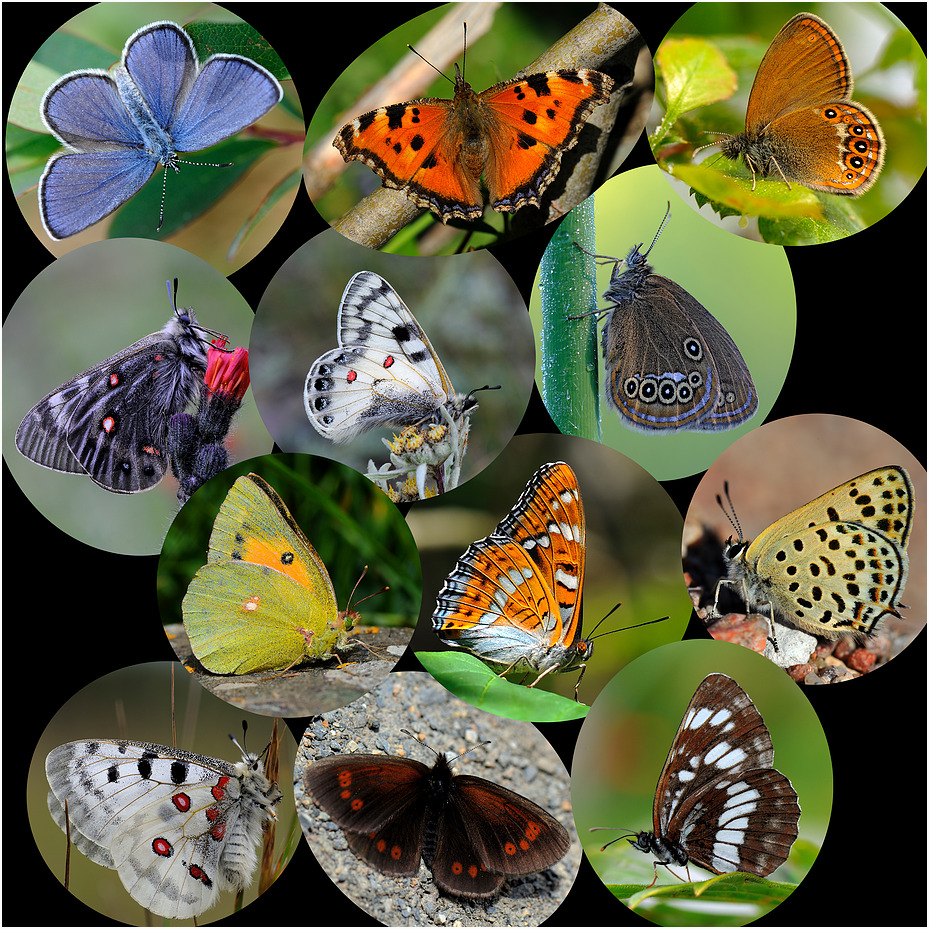 Schmetterlinge 2011
