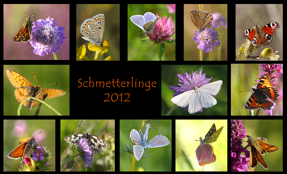 Schmetterlinge 2012
