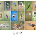Schmetterlinge 2015