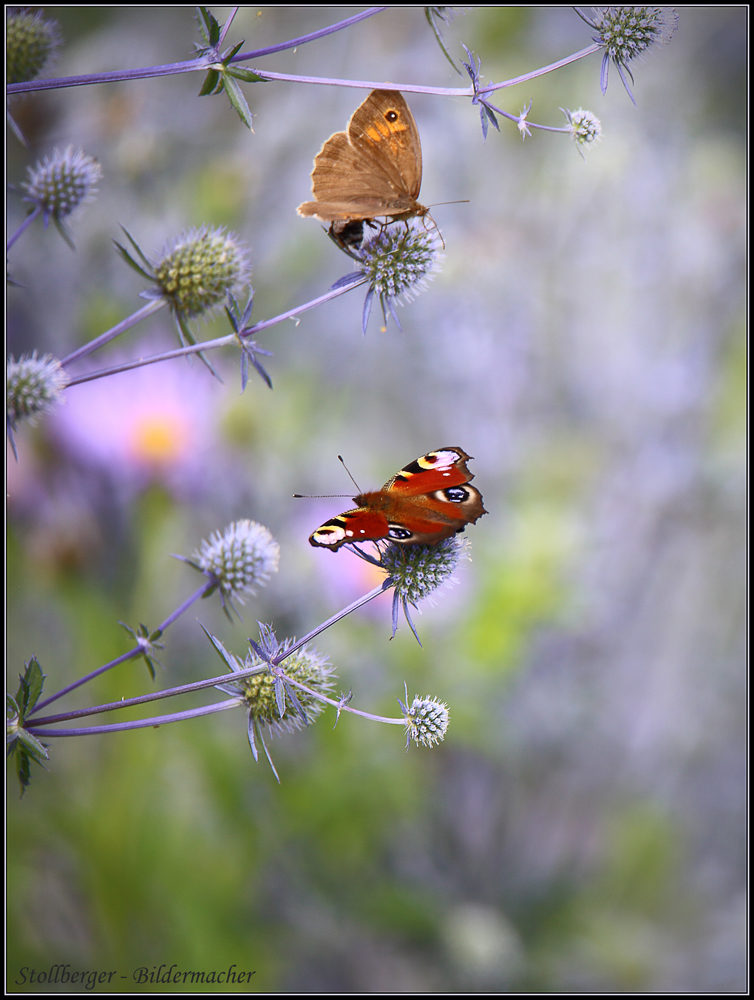 Schmetterlinge 2015