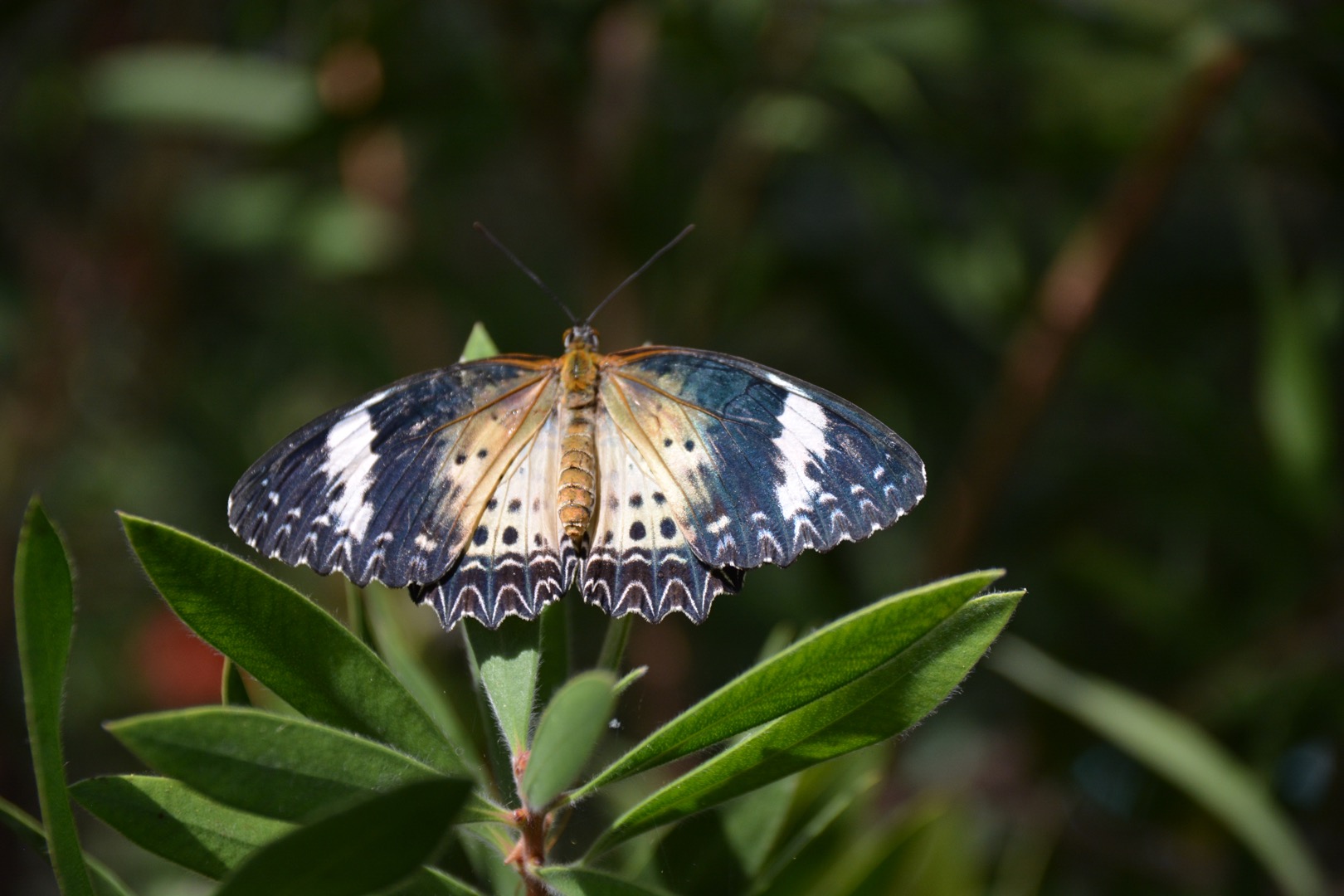 Schmetterlinge 2.1