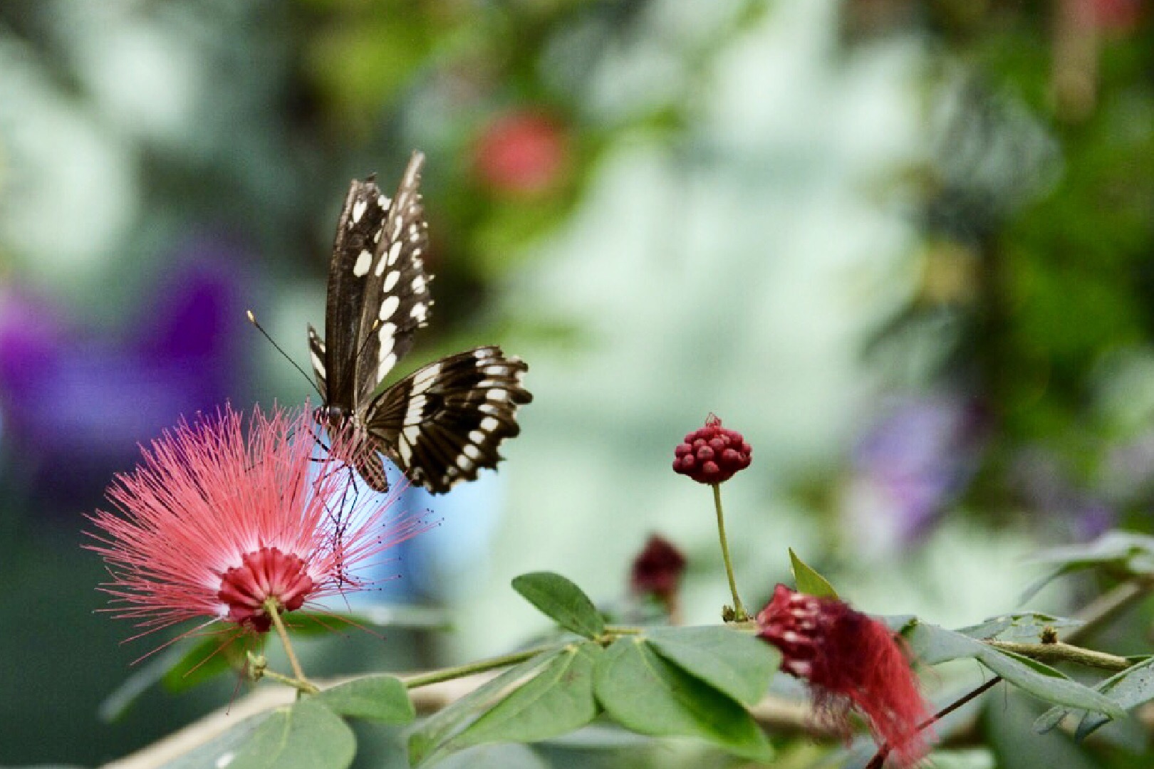 Schmetterlinge 2.1
