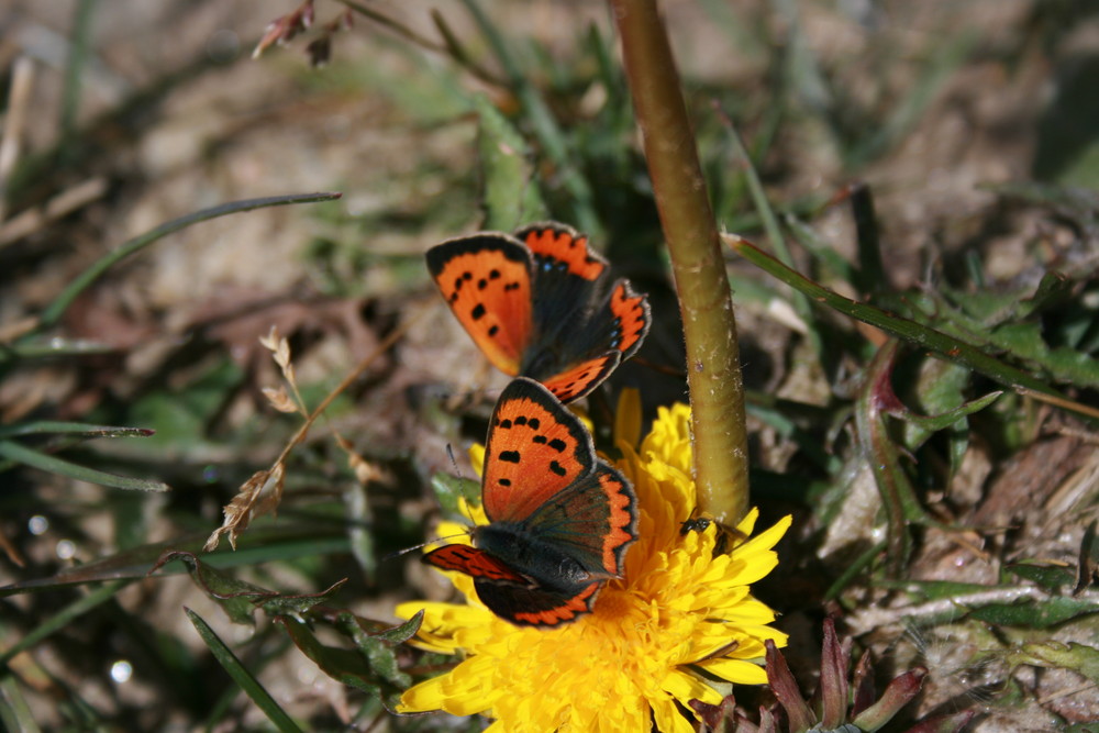 Schmetterlinge