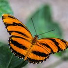 Schmetterlinge 25