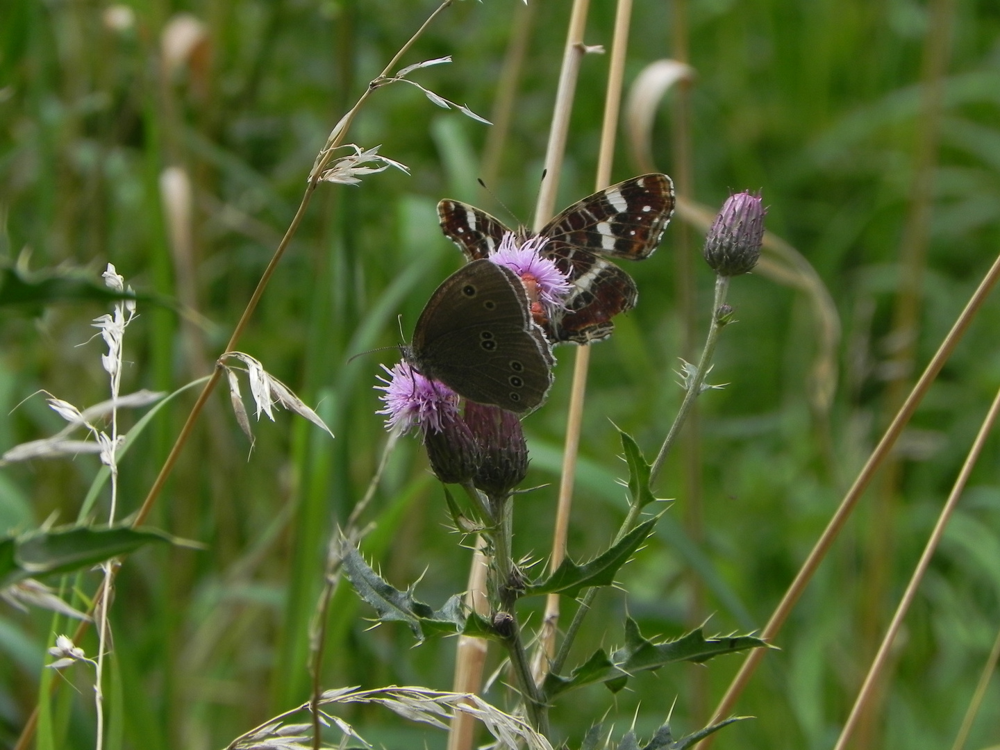 Schmetterlinge