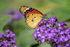 Schmetterlinge 27
