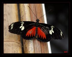 Schmetterlinge (3)....