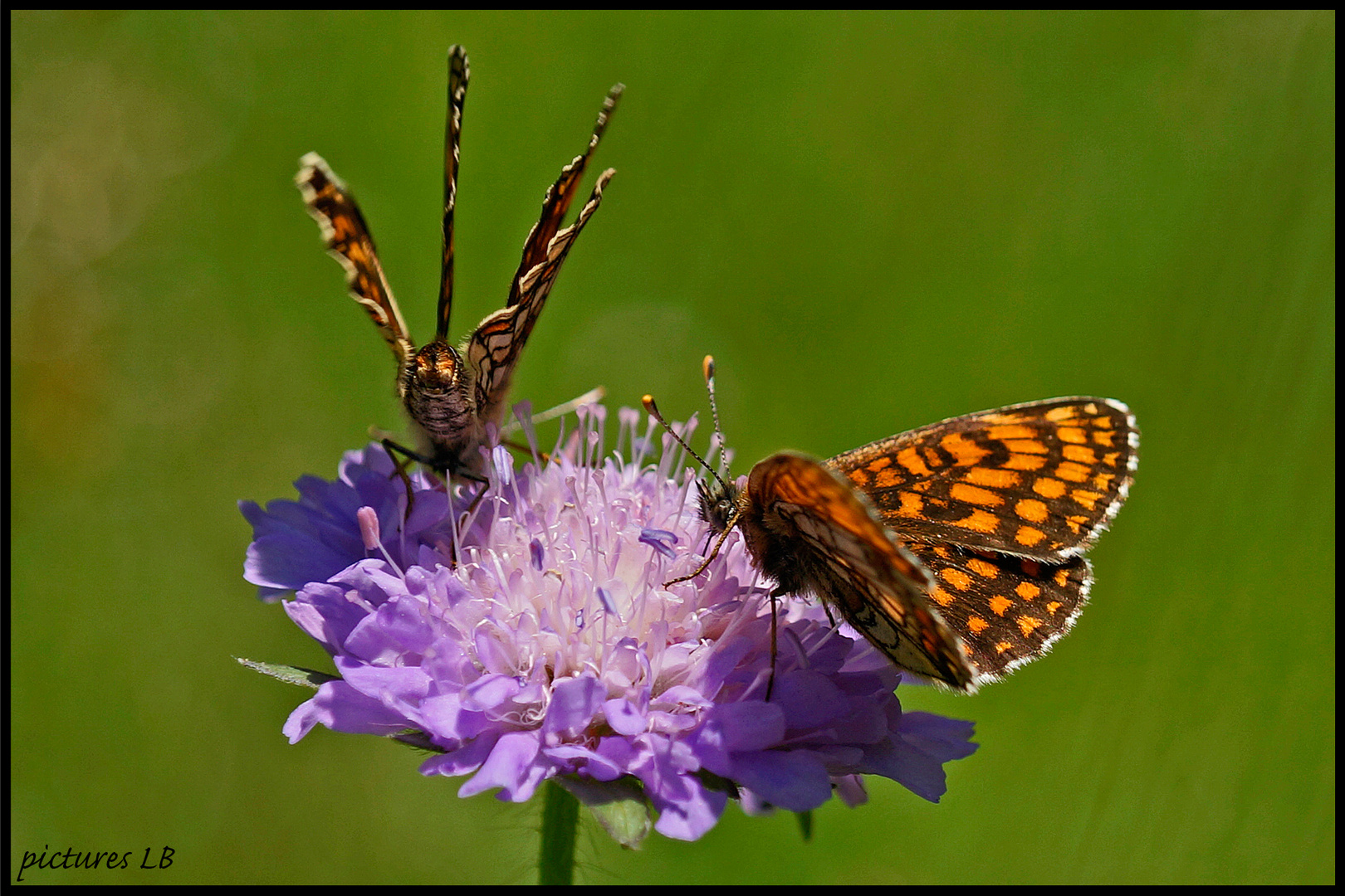 Schmetterlinge