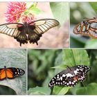 Schmetterlinge_