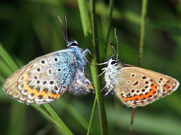 Schmetterlinge