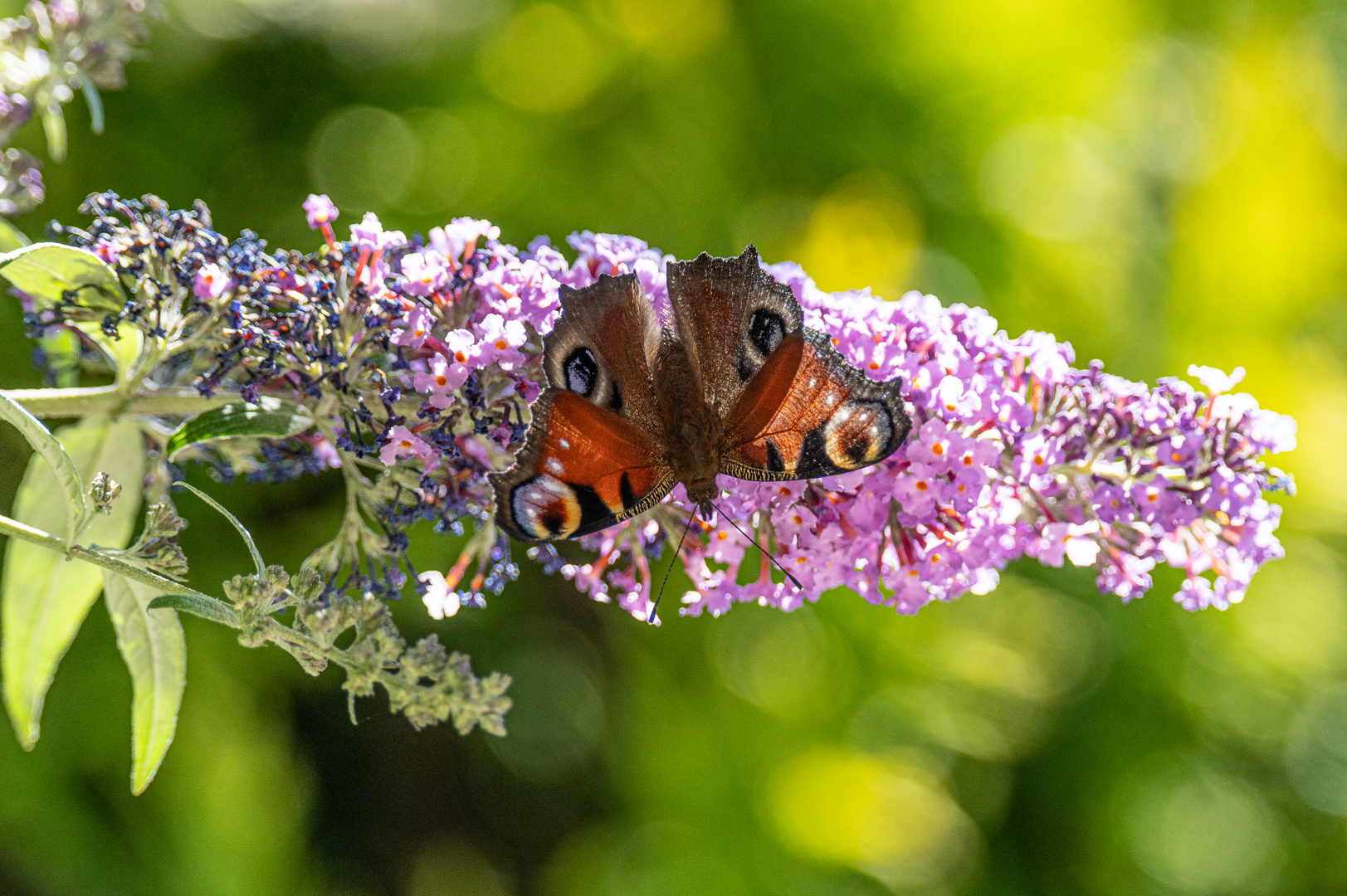 Schmetterlinge