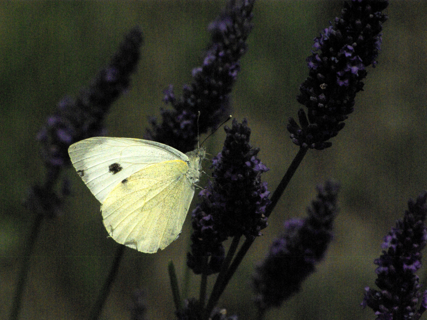 Schmetterlinge 6 Vercors