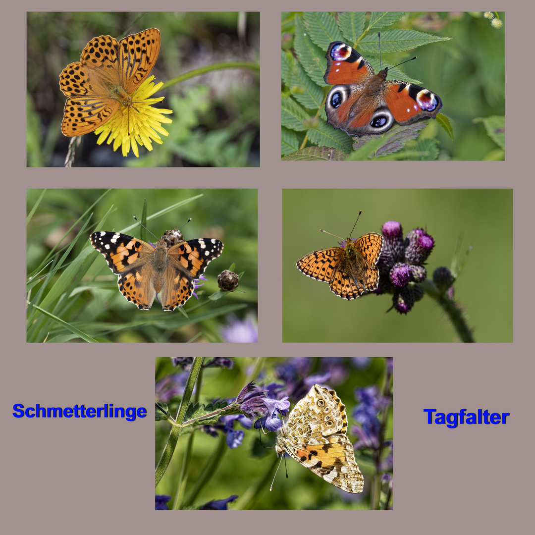 Schmetterlinge 