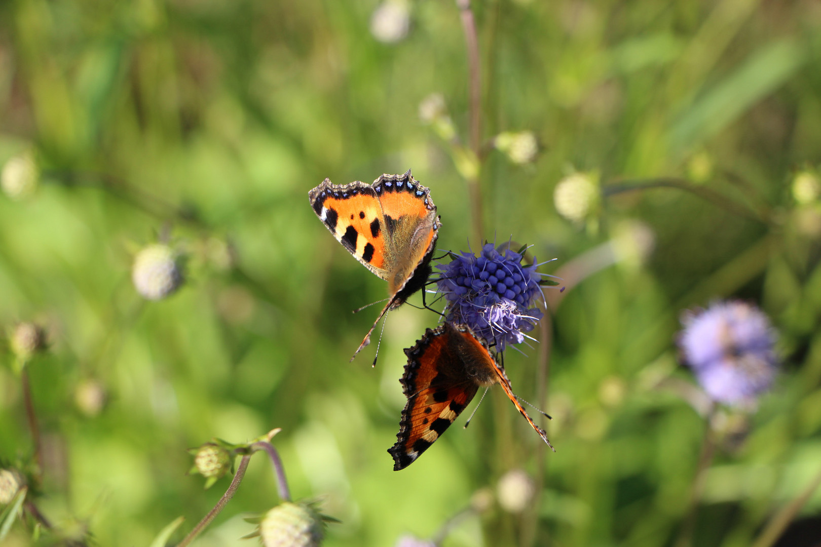 Schmetterlinge