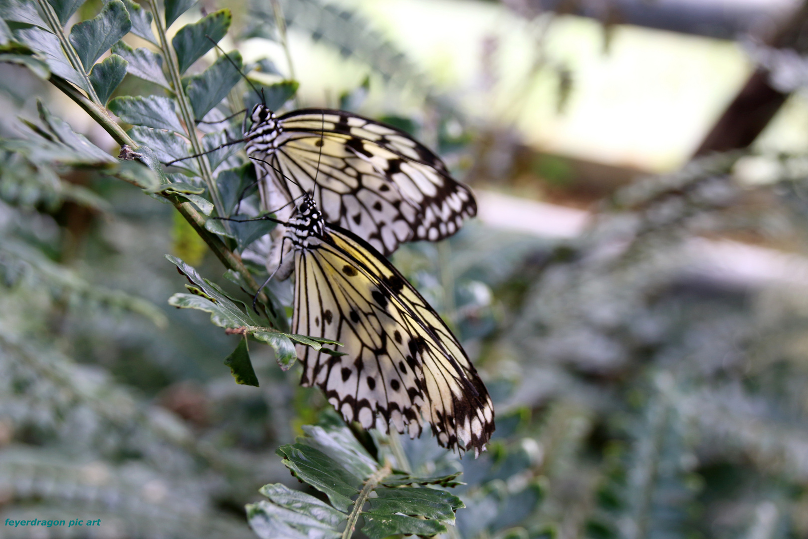 schmetterlinge 