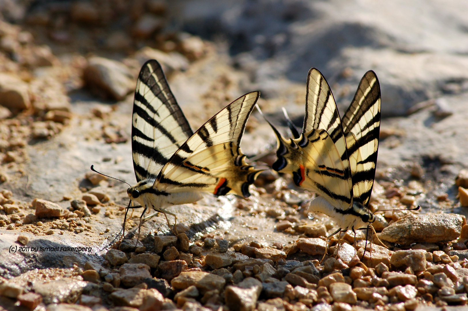 Schmetterlinge