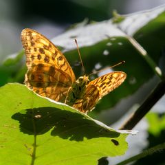 Schmetterlinge-77511-20220812