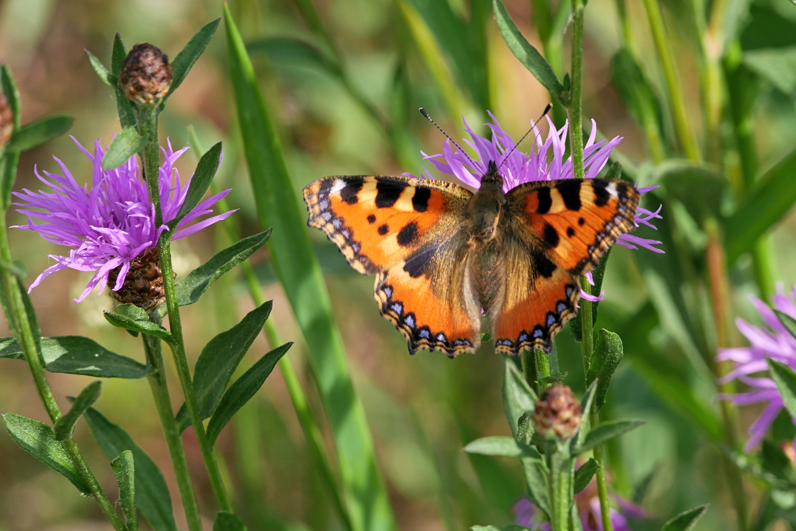 Schmetterlinge