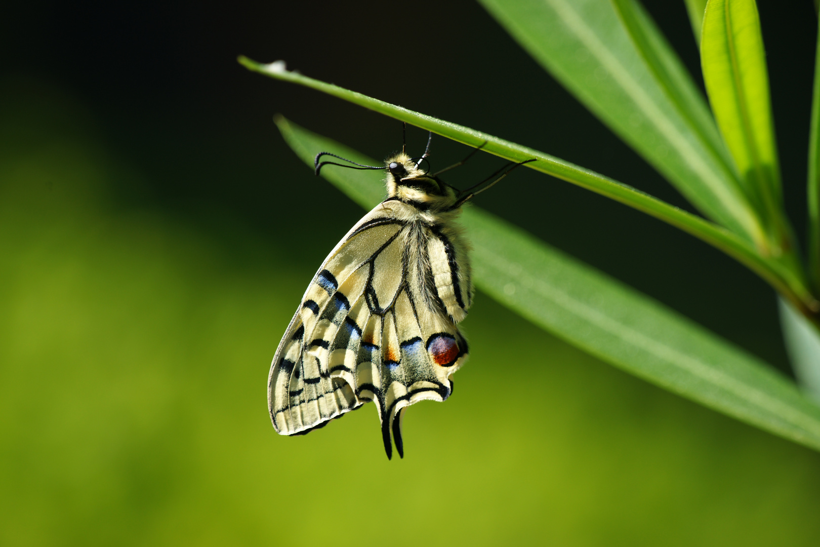 Schmetterlinge