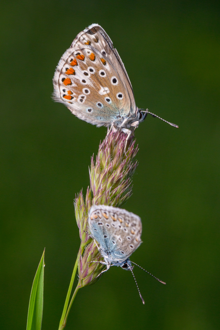 Schmetterlinge...