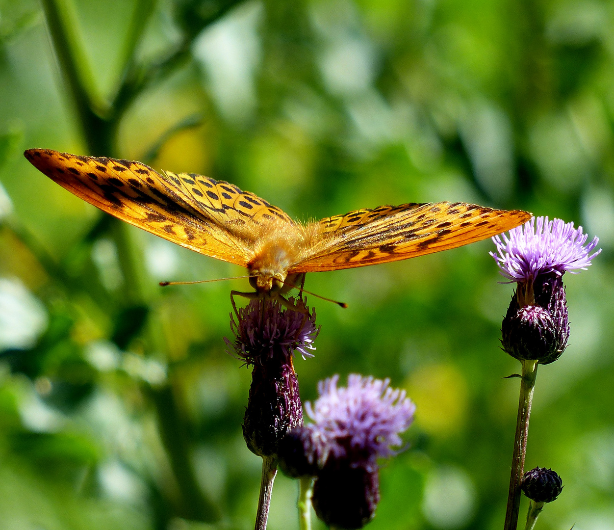 Schmetterlinge