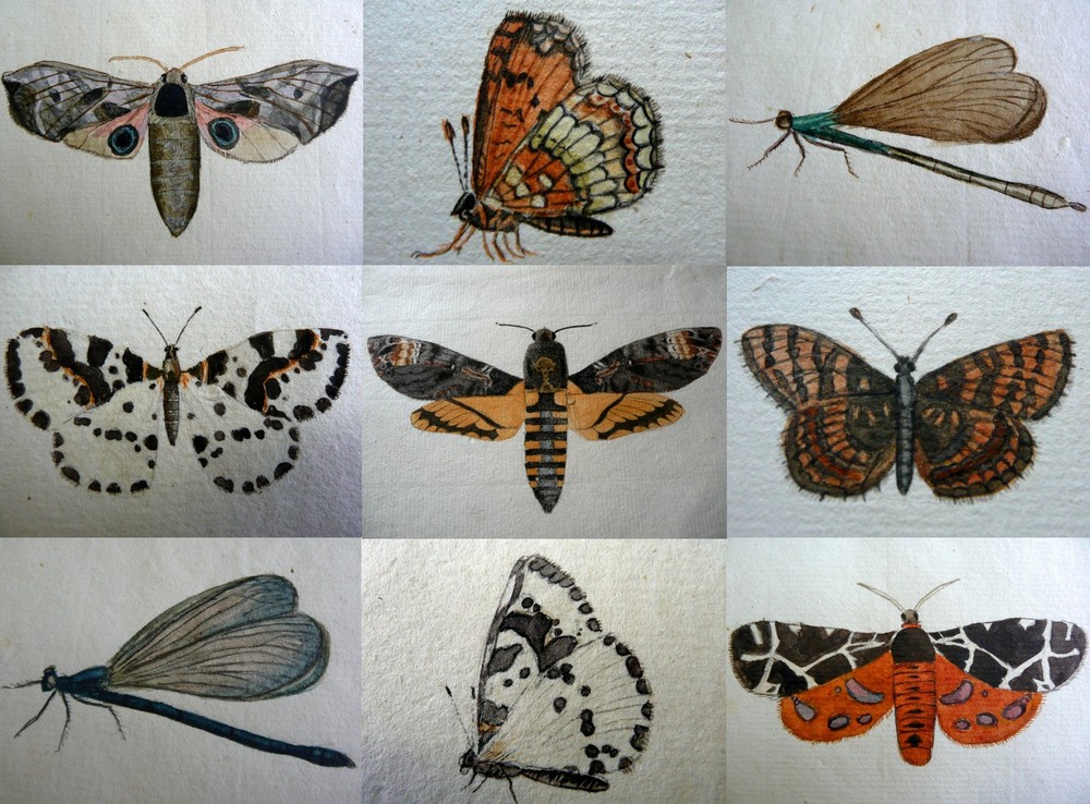 Schmetterlinge a´ la Grimm
