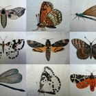 Schmetterlinge a´ la Grimm