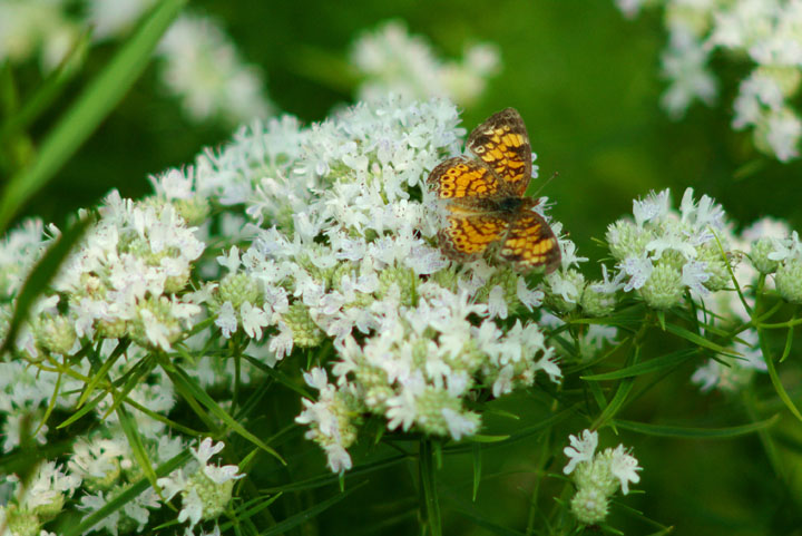 Schmetterlinge